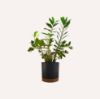 Εικόνα της ZZ Plant (Zamioculcas zamiifolia)