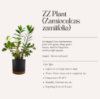 Εικόνα της ZZ Plant (Zamioculcas zamiifolia)