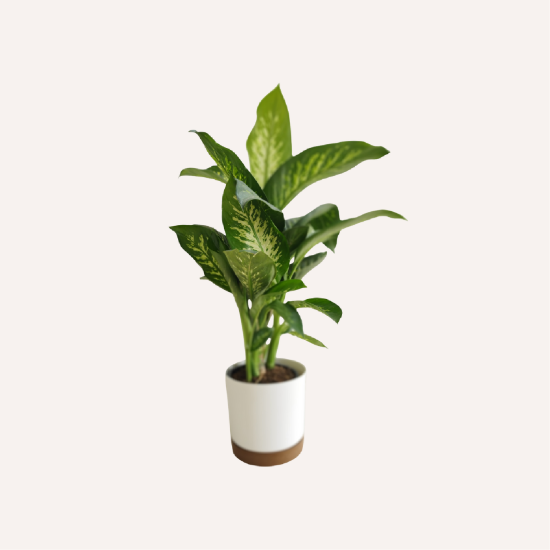 Εικόνα της Dieffenbachia