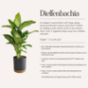 Εικόνα της Dieffenbachia