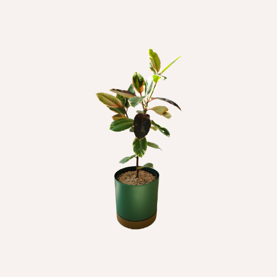 Εικόνα της Ficus Elastica