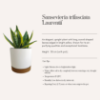 Εικόνα της Sansevieria Trifasciata ‘Laurentii’