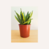 Εικόνα της Sansevieria Trifasciata ‘Laurentii’