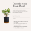 Εικόνα της Crassula Ovata (Jade Plant)